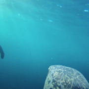 Green sea turtle encounters with another Individual.png