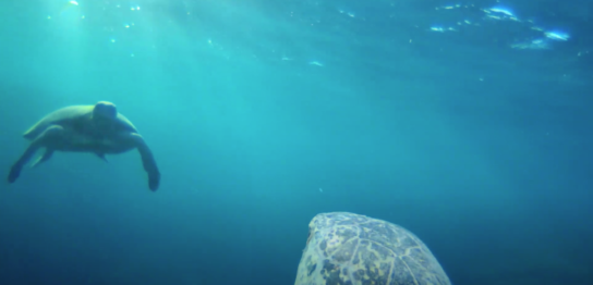 Green sea turtle encounters with another Individual.png
