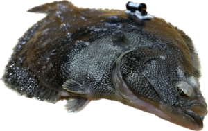 C7_Flatfish