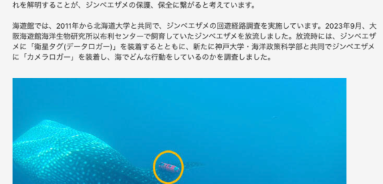 ジンベイザメ・LoggLaw CAM-S