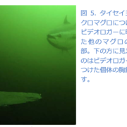 カナダ・マグロ映像