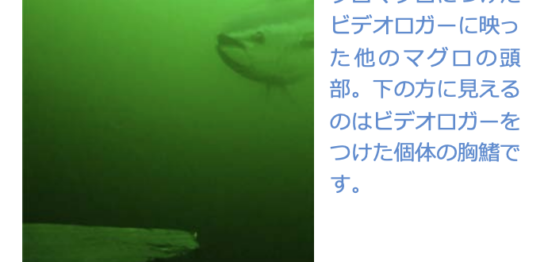 カナダ・マグロ映像
