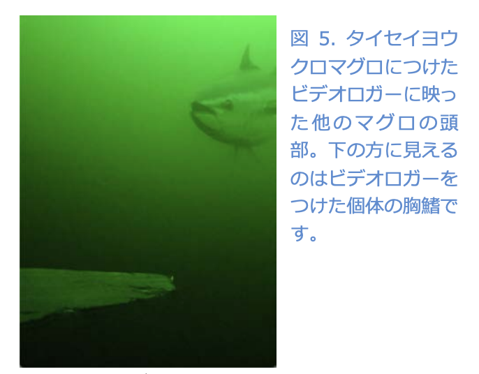 カナダ・マグロ映像